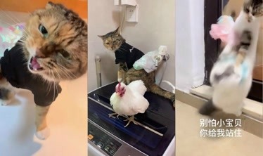 东北你猫姐:情人节老猫的老公本来给了它一个惊喜,它缺不知足-综艺