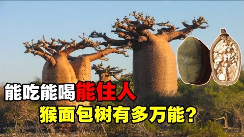 猴面包树有多"万能?能吃能住能储水,寿命长达5500年