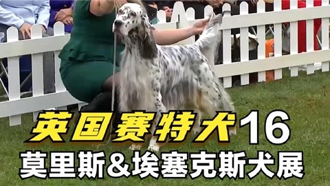 16英国赛特犬-2021莫里斯&埃塞克斯犬展