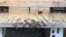 中蜂如何防止胡蜂 亮点在1分50秒，注意看哦！