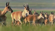 一百万只蒙古瞪羚生活在欧亚大草原，它们每年一次聚在一起繁衍