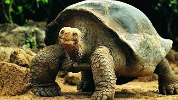 现存最大的陆龟,最重达800斤,真正地长命百岁!