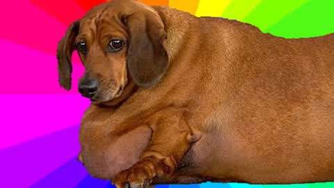 人不如狗系列!世界上最胖的腊肠犬,体重达到35公斤!