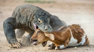 看看巨型蜥蜴吃水牛的现场真的是太劲爆了牙齿也太锋利了吧