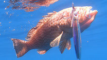 沙巴海钓：石斑 章红 金线 海狼 GT 水下咬住铁板的镜头