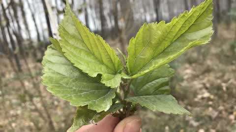 柏芝树叶熬水洗头图片