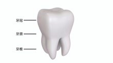 [图]【生物】牙齿的结构