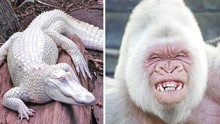 这五种动物竟会患上白化病！难以置信！白色的大猩猩了解一下！