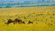 自然风光 非洲野生动物 肯尼亚马赛马拉的大迁徙