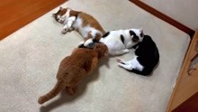 这四只傻猫混成一锅，真的有那么好玩吗？
