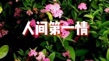 [图]歌曲《人间第一情》唱得真好听