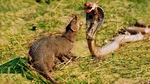 动物世界:非常残忍的蛇鼠大战,这老鼠真是太凶残了,可怕!