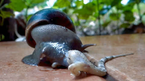 非洲大蜗牛有多可怕?蜥蜴瞬间被秒杀,一口被吞下半个身体!