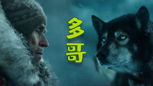 催泪冒险电影《多哥》，传奇雪橇犬拯救人类，看到泪崩
