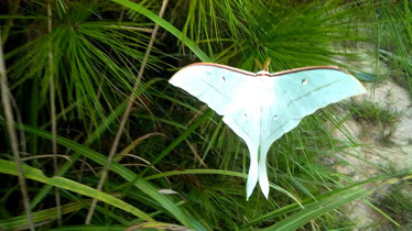 山里漂亮的白蛾子我们把它叫凤凰