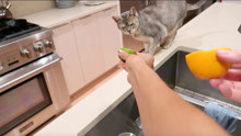 Abyssinian cat reacts to citrus
