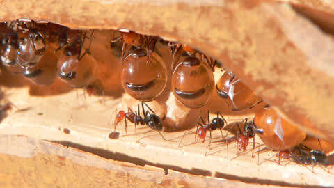 蚂蚁中的吃货,把肚子吃成葡萄大小,为整个蚁群储存食物