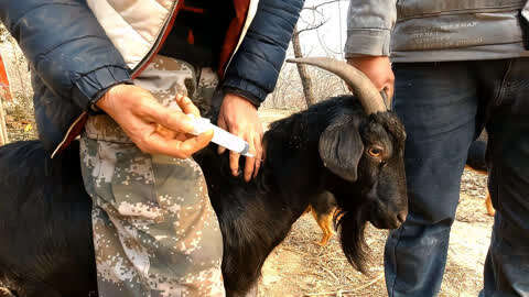 羊的肌肉注射部位图图片