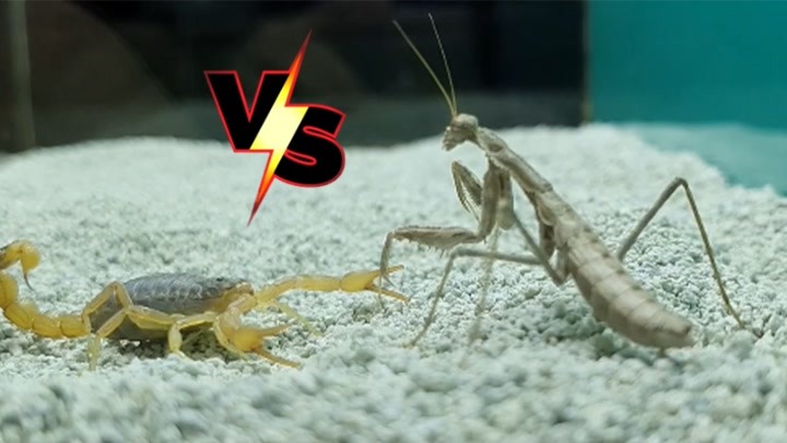 如果蝎子看到螳螂会怎么样