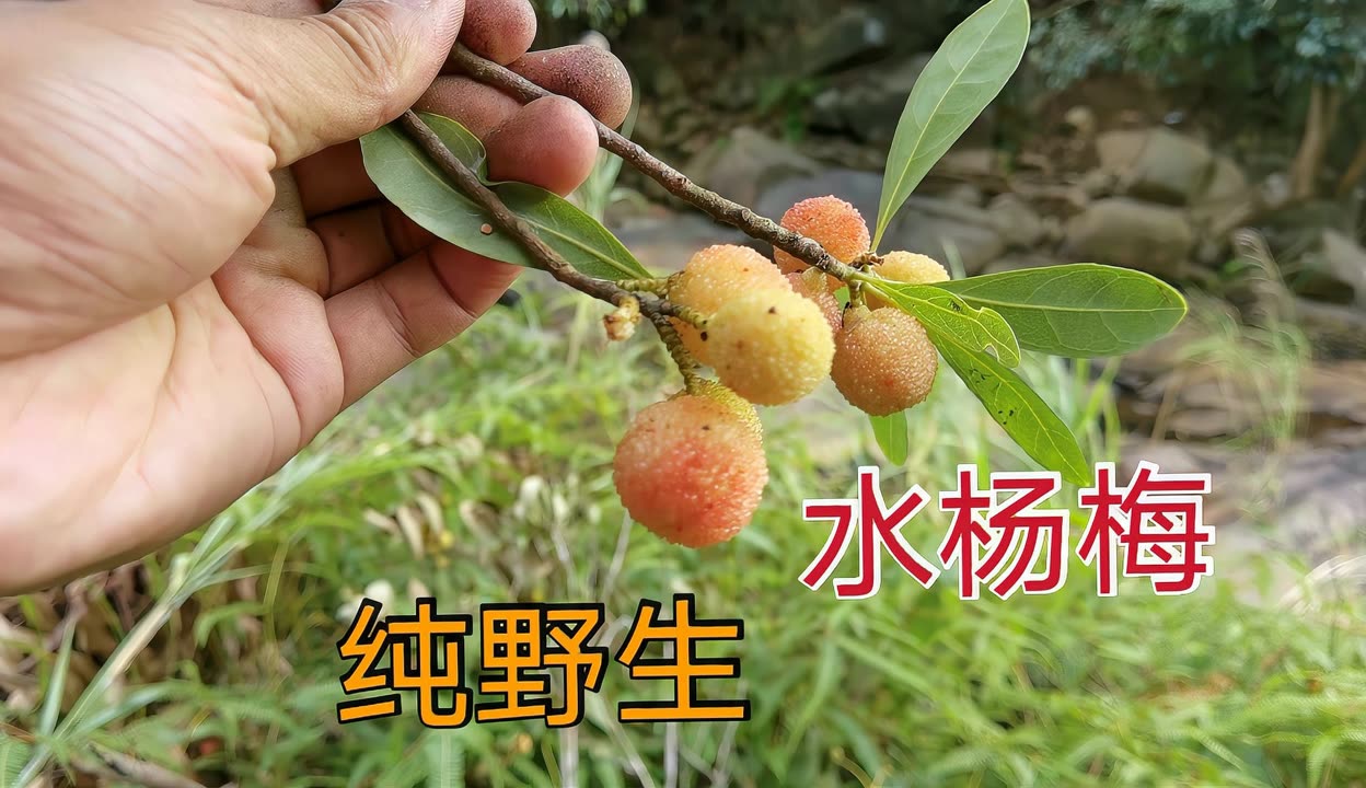 水杨梅果实图片