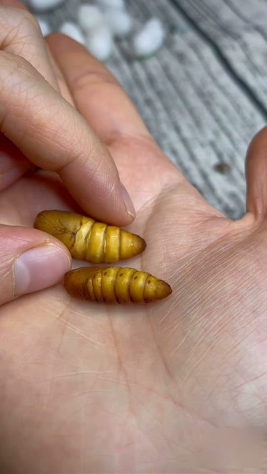 分辨蚕蛹公母的方法主要是看尾部有交叉的y的是母蚕茧