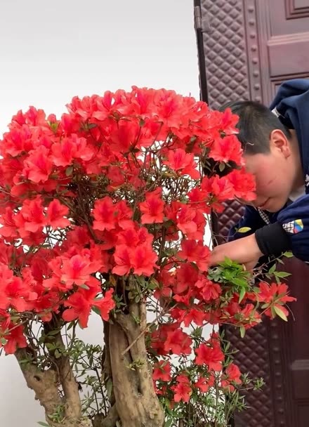 映山红盆景剪枝技术图片