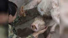 汶川地震的猪坚强去世