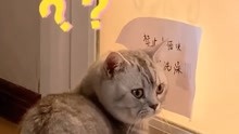 [图]猫咪的迷惑行为