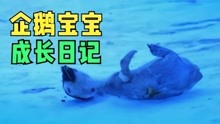 [图]企鹅宝宝求生日记 一只小企鹅的成长是多么艰难！