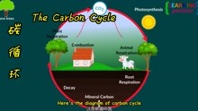 小朋友双语科普 什么是碳循环？The Carbon Cycle