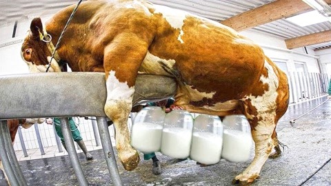 德国现代智能化挤奶技术!奶牛怎么养牛奶怎么产,看完就明白了