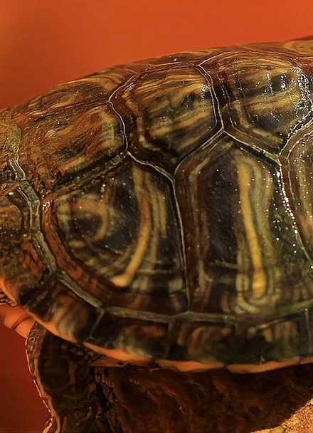 有什么妙招可以量一量一只缩头乌龟的脖子到底有多长吗