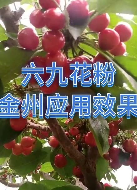 六九大樱桃点花授粉药图片