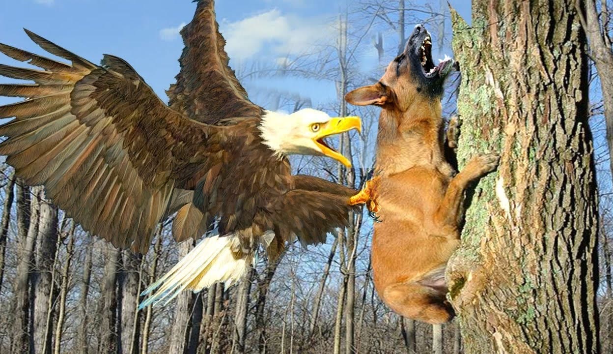 野生动物来袭老鹰捕杀野狗