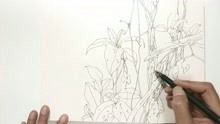 [图]野草闲花-植物线描写生示范