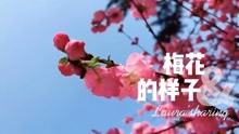 [图]梅花是什么样子的？