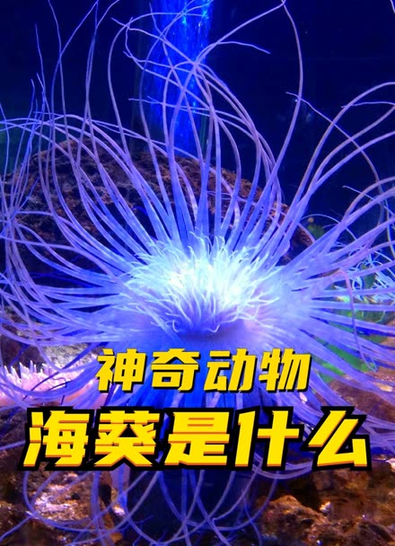 海葵是动物还是植物?神奇大海洋动物生物