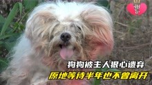 [图]狗狗被主人狠心遗弃，原地等待半年也不曾离开，如果不爱请别伤害