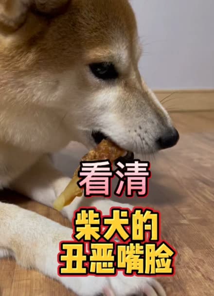 带你看清柴犬的丑恶嘴脸