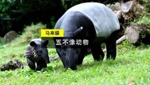 马来貘一种五不像的动物，你觉得像什么？