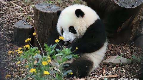 熊猫创意昵称图片