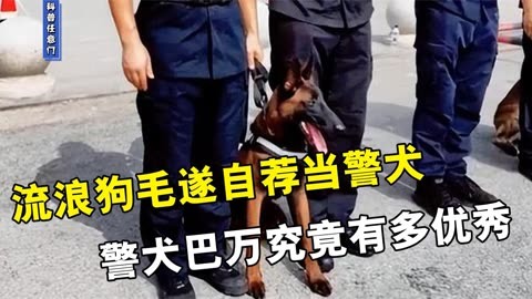 流浪狗毛遂自荐当警犬,眼里有活,会来事,警犬巴万究竟有多优秀