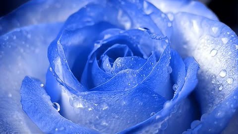 破冰蓝玫瑰的花语是什么?有什么意义呢?