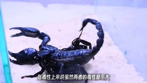 锹甲虫vs蝎子图片