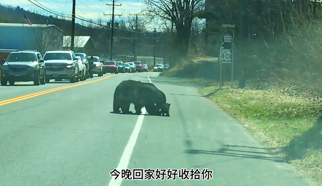 萌宠嘚吧嘚 熊妈妈带小熊过马路