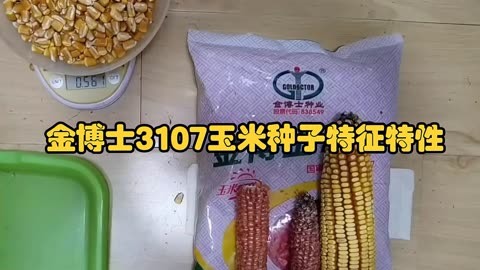 金博士3107玉米种子特征特性,种植技术及市场前景分析