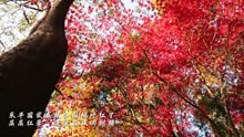 东平国家森林公园枫叶红了，层层红晕浸染在林间树梢