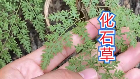 结石草的药用与图片图片