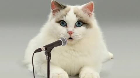 唱歌猫摇摆的表情包图片