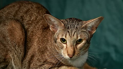 怎么判断野猫家猫